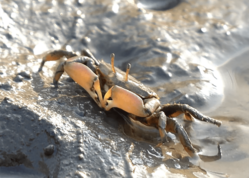 Fiddler Crab