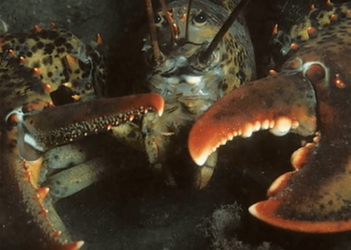 Close up of American Lobster