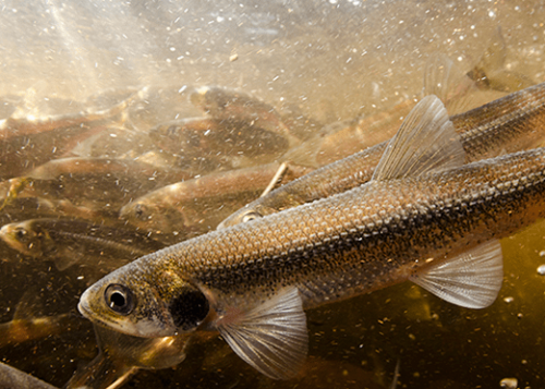 A school of rainbow smelt