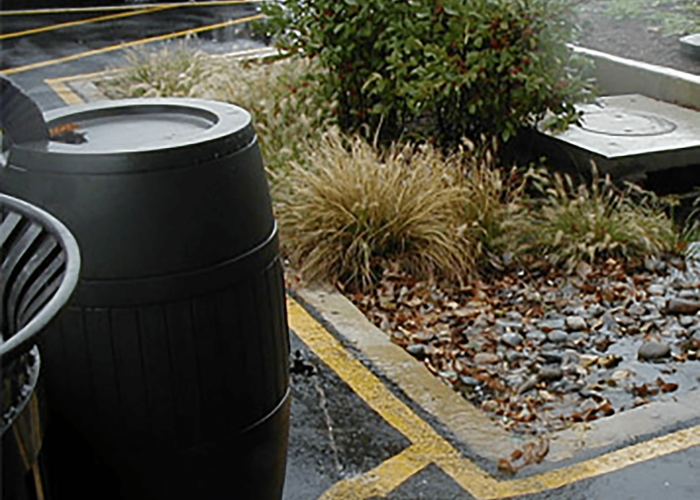 Rain barrel next to a rain garden