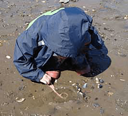 Child playing with a flatworm on mudflat